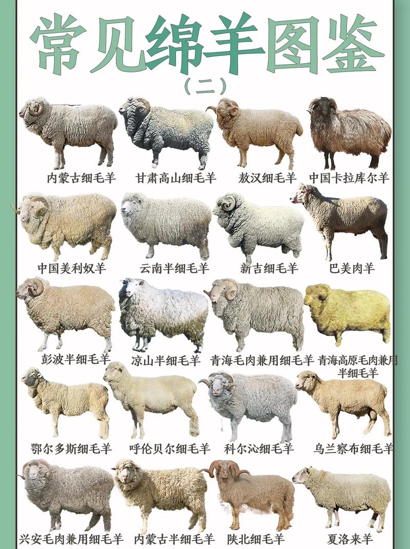羊的品种有哪些？附图片大全？-图1