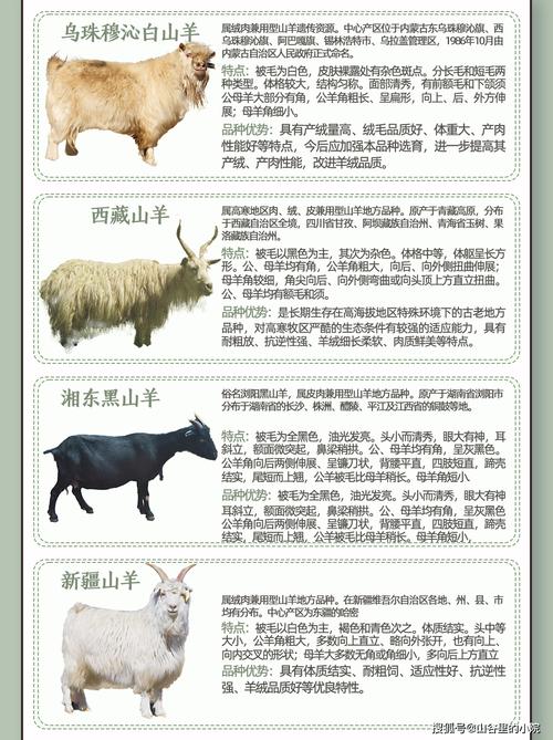 羊的品种有哪些？附图片大全？-图2