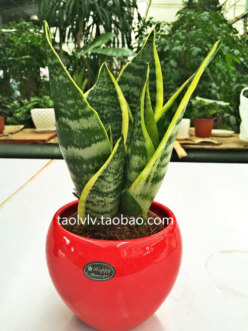 虎皮兰最好品种有哪些？看图识花！-图3