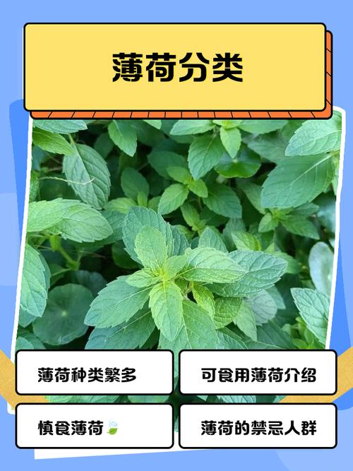 中国薄荷的品种与图片-图1