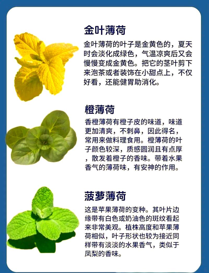 中国薄荷的品种与图片-图2