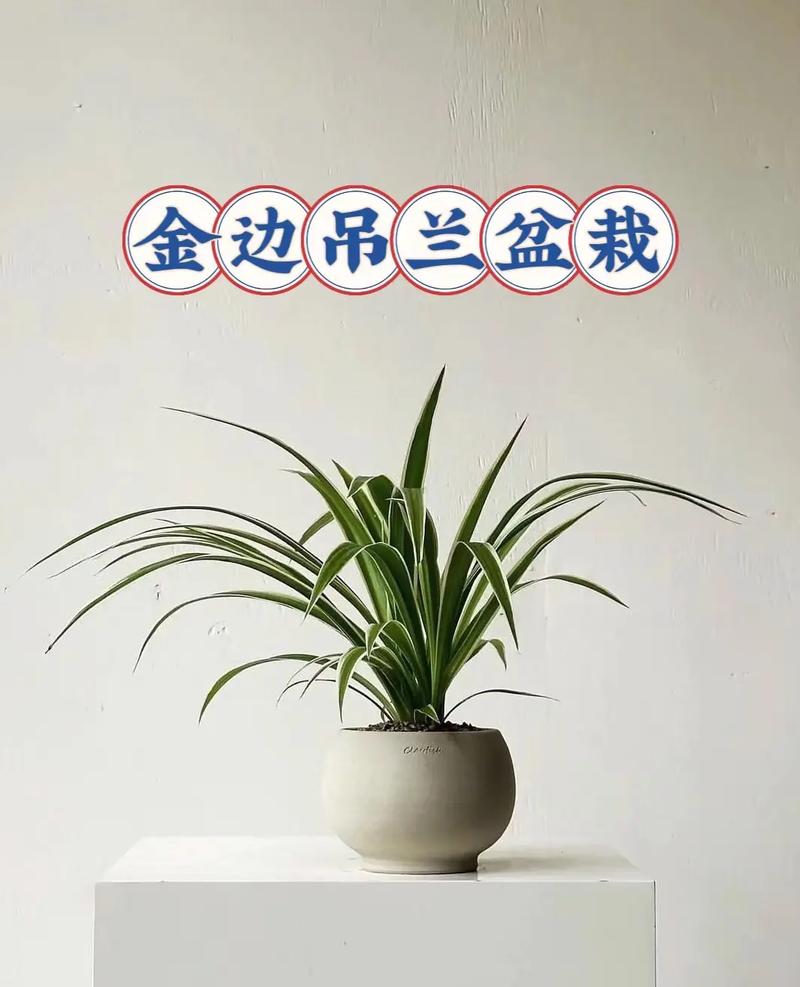 吊兰品种这么多，哪种最常见？-图3