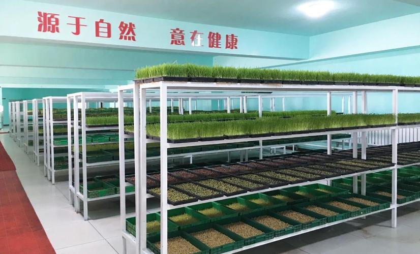 芽苗菜种植技术要点有哪些？-图1