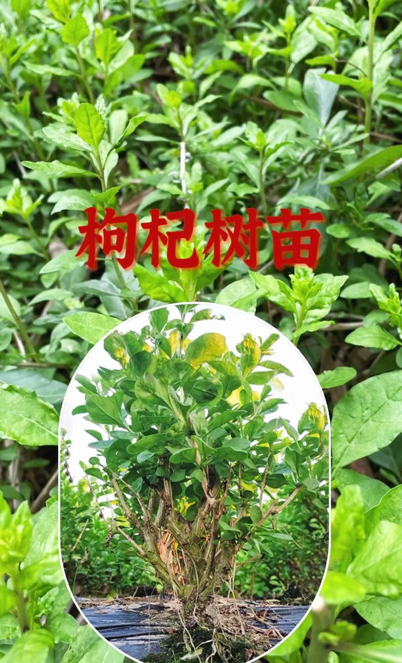 枸杞子苗怎么种植技术-图3