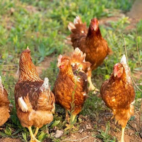 海兰褐蛋鸡养殖技术要点有哪些？-图1