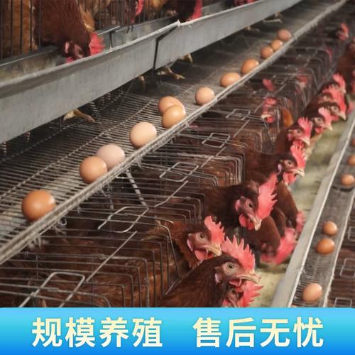 海兰褐蛋鸡养殖技术要点有哪些？-图2