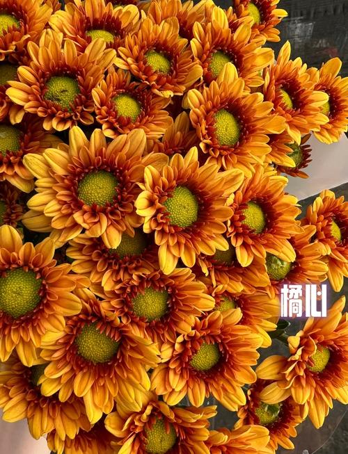 雏菊有哪些常见品种？-图1