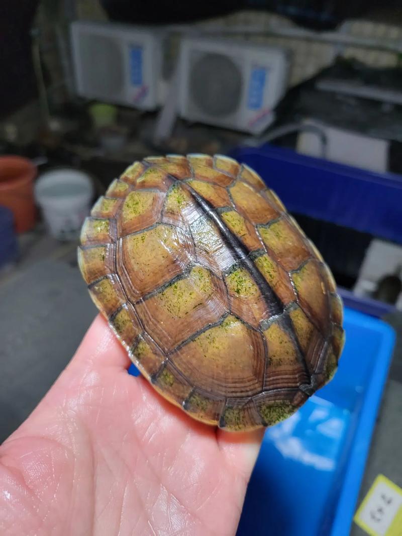 南种石龟养殖技术视频要点有哪些？-图1