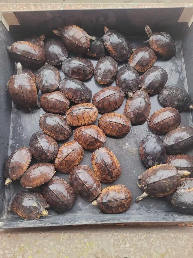 南种石龟养殖技术视频要点有哪些？-图3