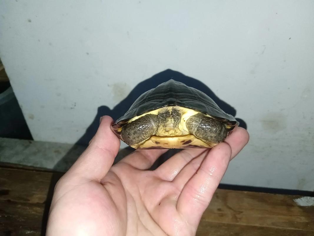 南种石龟养殖技术视频要点有哪些？-图2