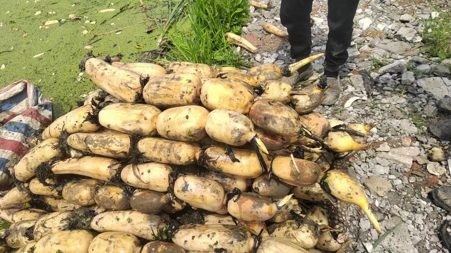 藕池套养黄鳝技术视频，如何高效操作？-图1