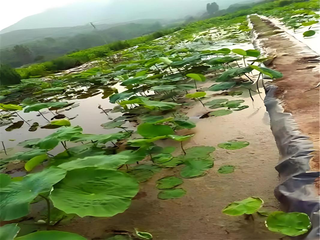 藕池套养黄鳝技术视频，如何高效操作？-图3