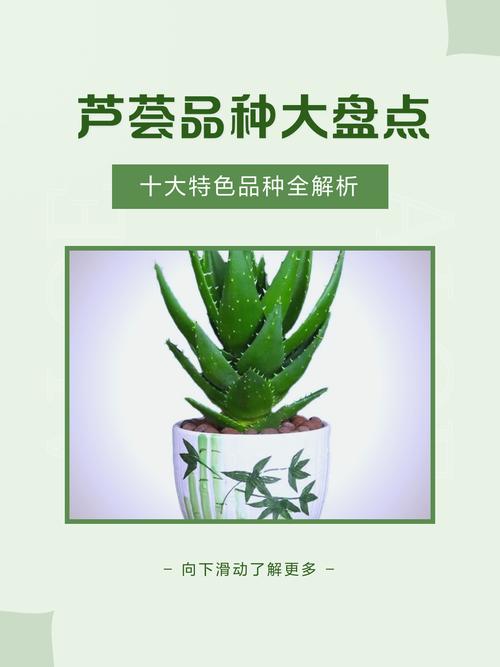 常见芦荟的品种及图片-图1 常见芦荟的品种及图片-图1