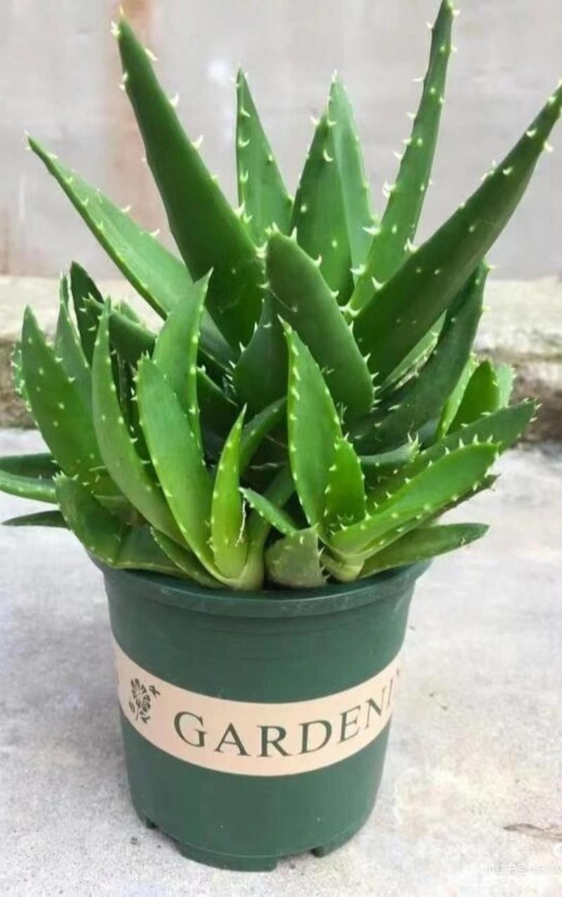 常见芦荟的品种及图片-图2 常见芦荟的品种及图片-图2