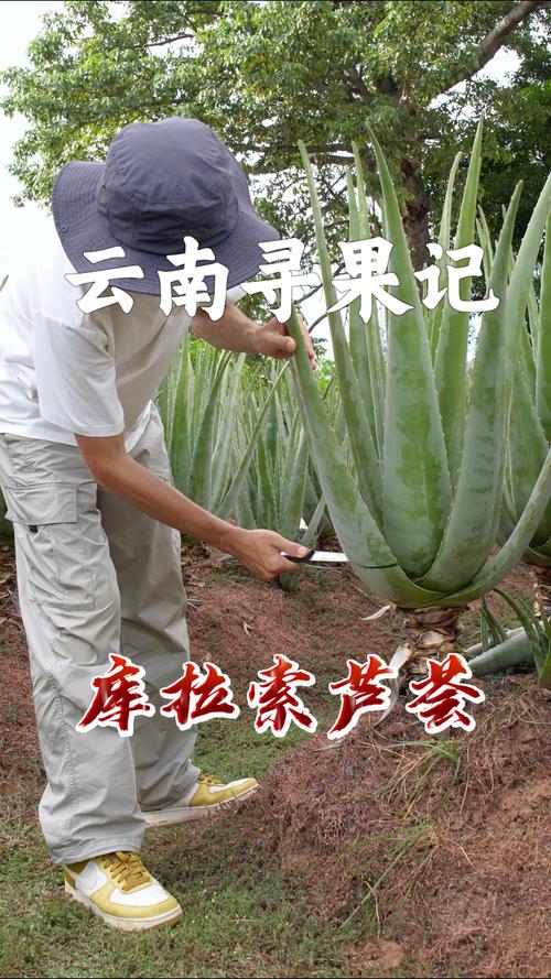 常见芦荟的品种及图片-图3 常见芦荟的品种及图片-图3