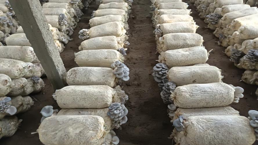 高温平菇栽培技术视频，如何掌握关键要点？-图1