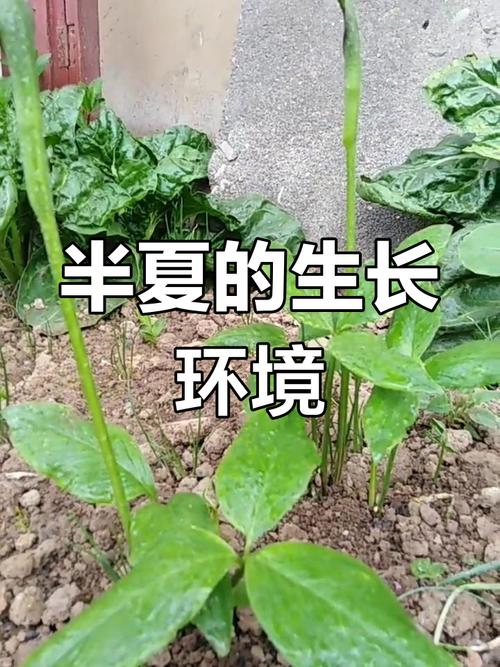 半夏种植收益如何？技术要点有哪些？-图2