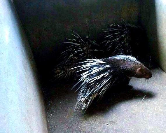 豪猪养殖技术怎么学？交流平台有何干货？-图3