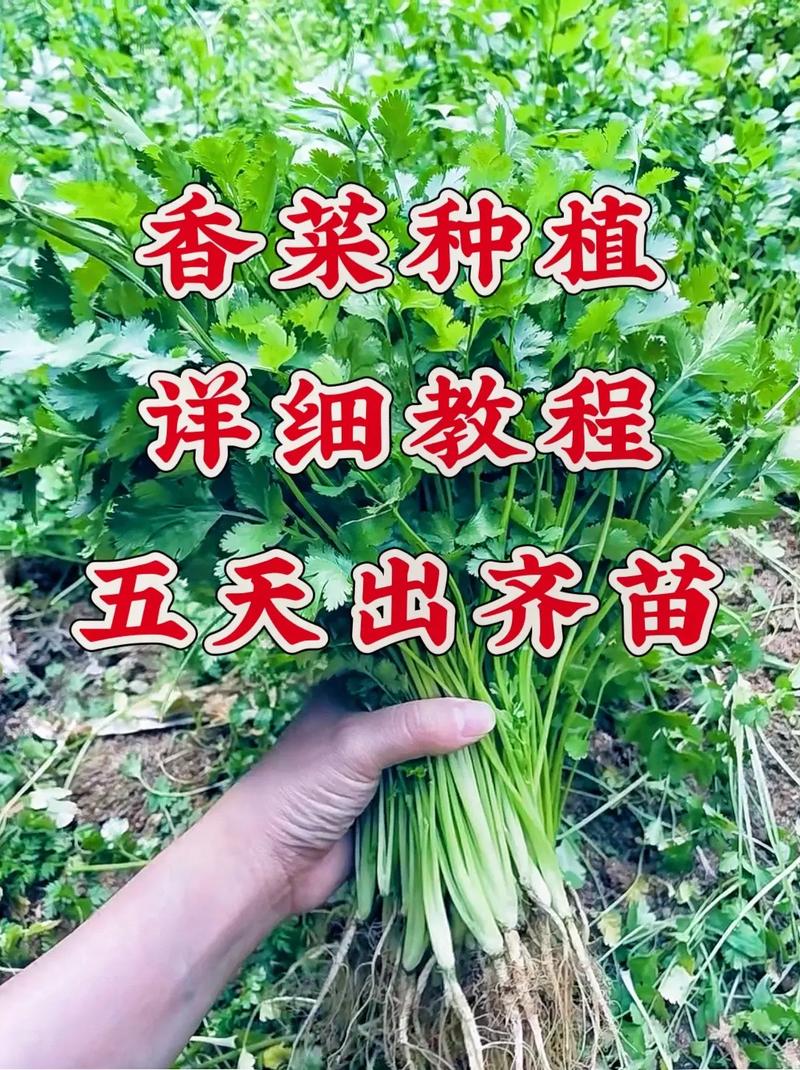 香菜栽培技术视频教程，如何轻松学会？-图1