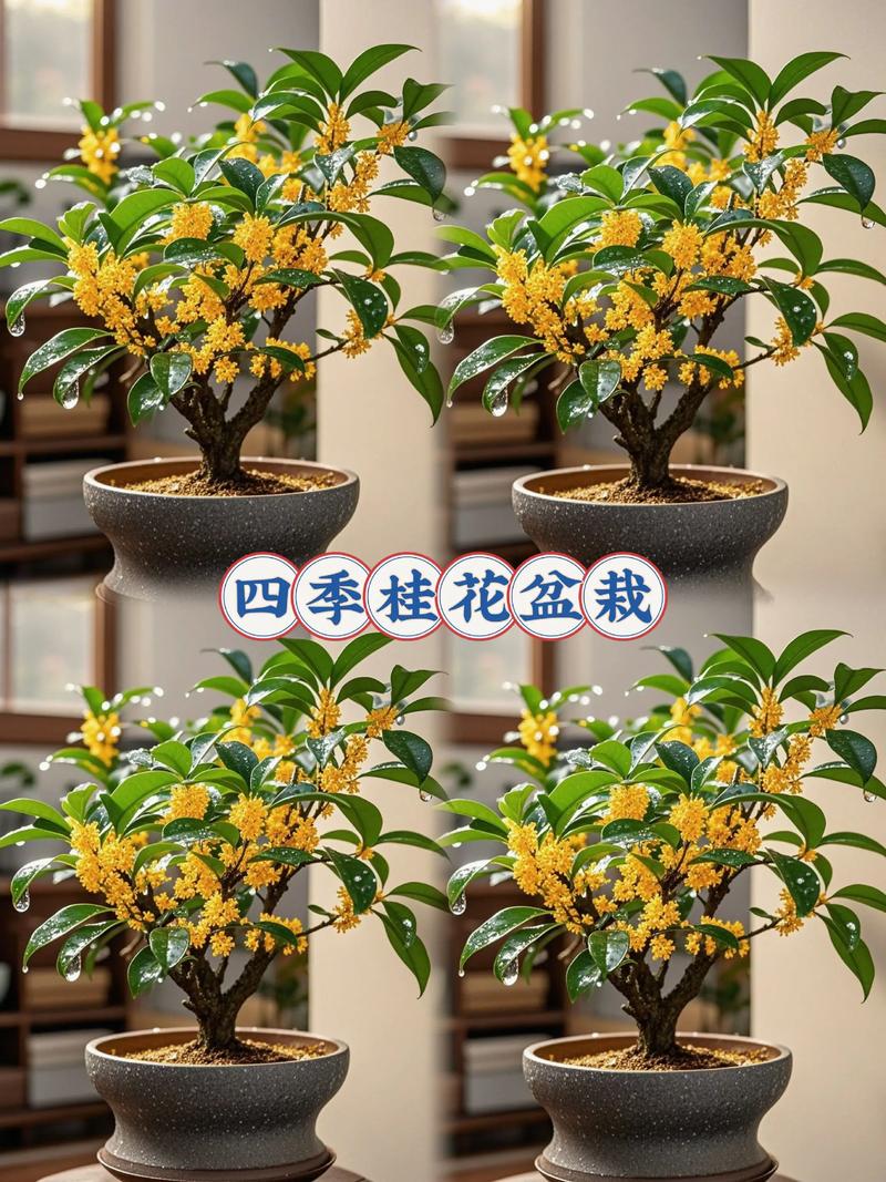 盆栽桂花什么品种最好？-图2