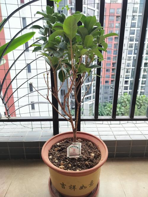 盆栽桂花什么品种最好？-图3