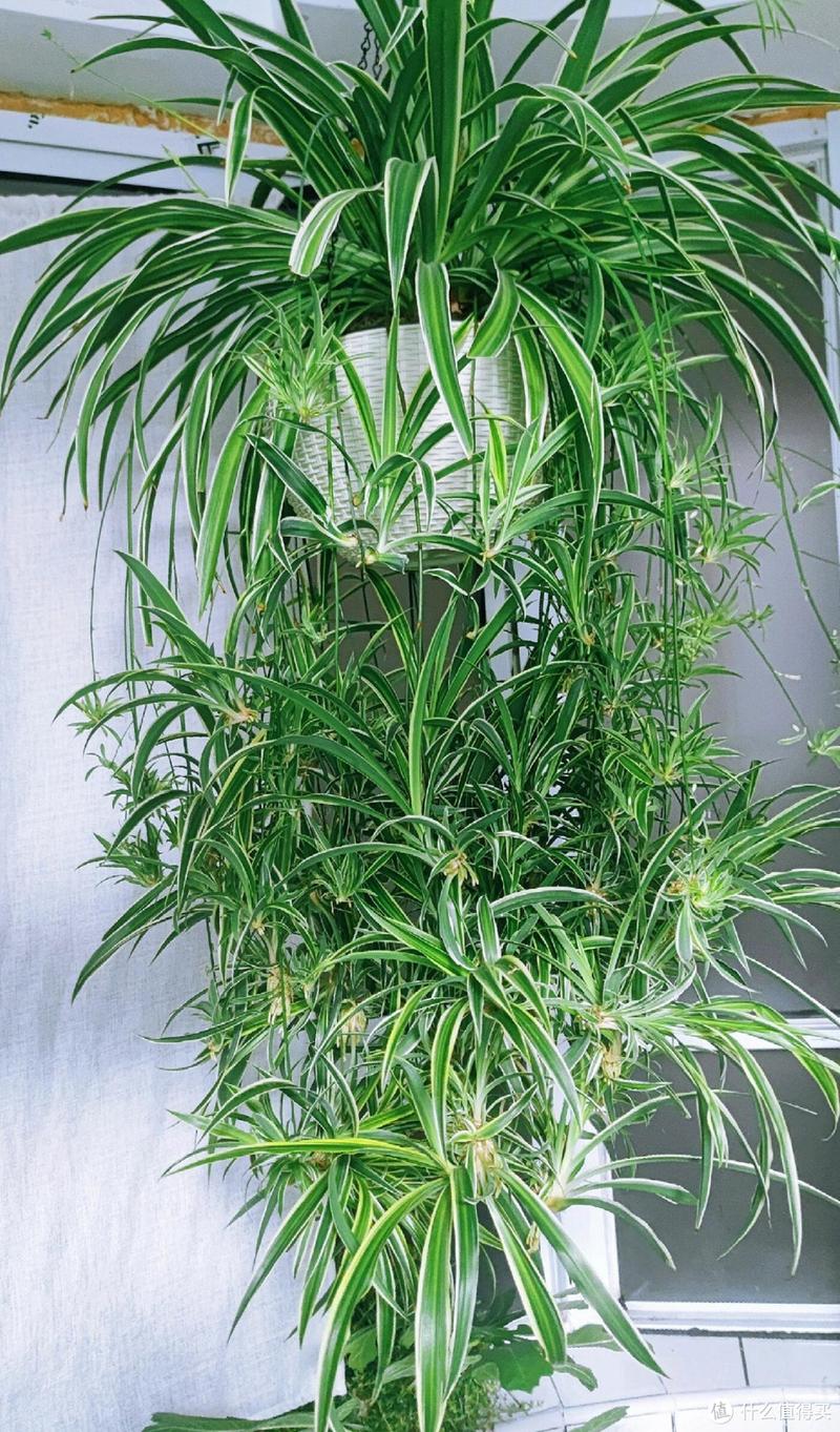 吊兰品种有哪些？附图片识别？-图2