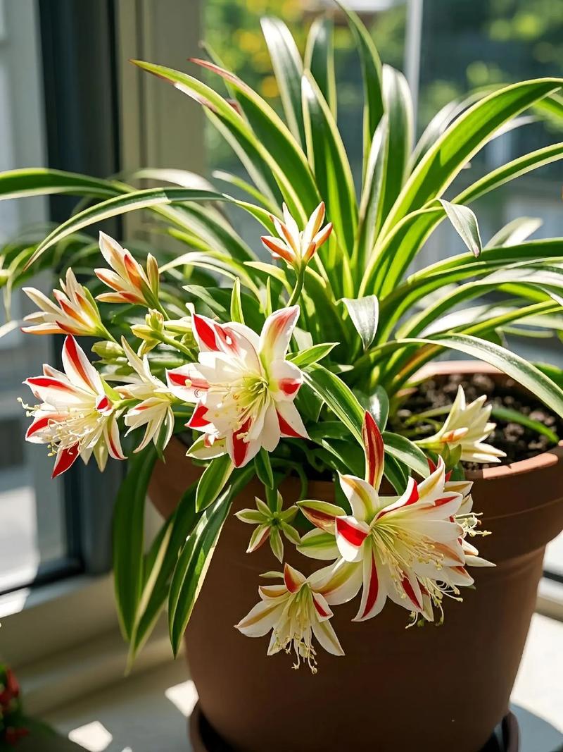 吊兰品种有哪些？附图片识别？-图3