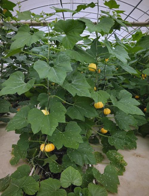 红南瓜怎么种？附图片看技巧！-图1