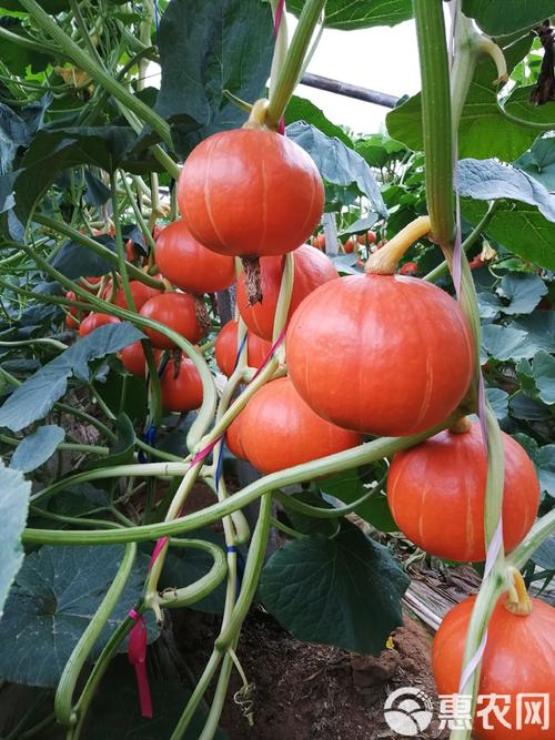 红南瓜怎么种？附图片看技巧！-图2