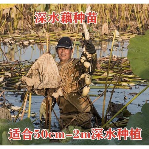 深水莲藕怎么种？技术要点有哪些？-图1