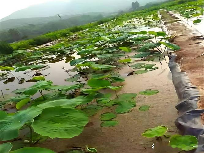 深水莲藕怎么种？技术要点有哪些？-图2