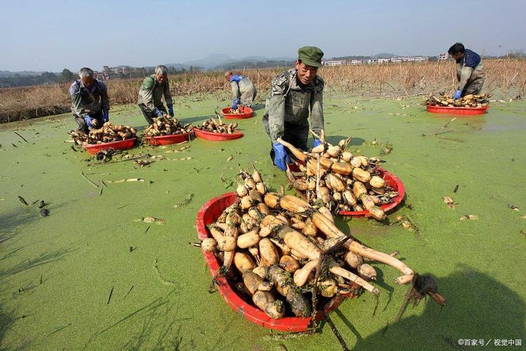 深水莲藕怎么种？技术要点有哪些？-图3