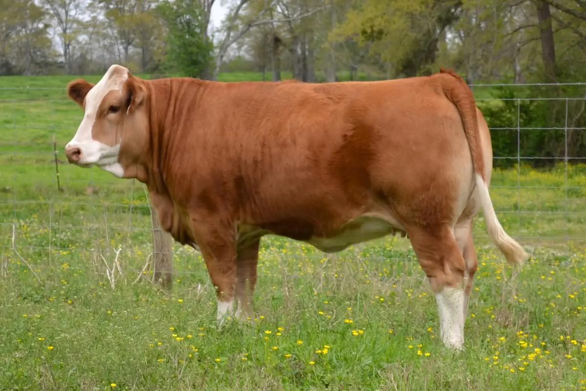 黄牛品种生长速度排名是怎样的？-图1