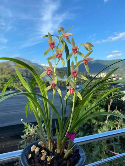 建兰名贵品种有哪些？-图2