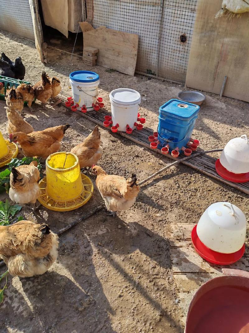 散养土鸡如何提高产蛋量？-图1