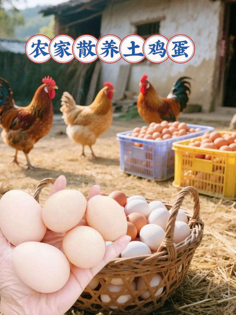 散养土鸡如何提高产蛋量？-图2
