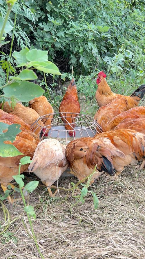 农村土鸡散养技术视频怎么学？-图2