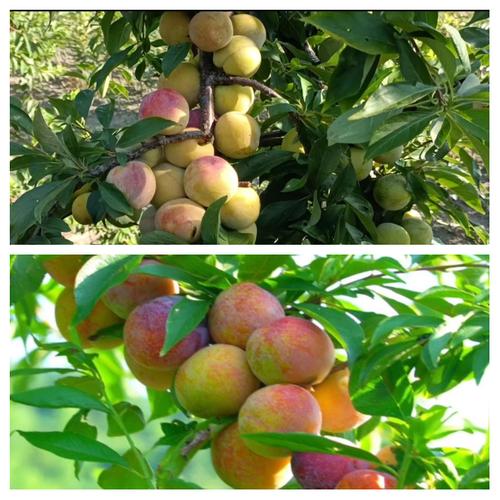 目前什么李子品种最好-图2