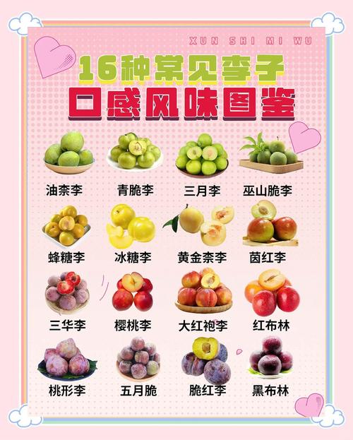 目前什么李子品种最好-图3