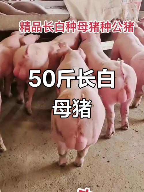 母猪品种有哪些？-图3