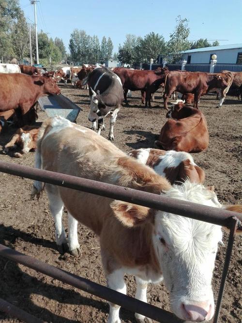 三元杂交牛品种有哪些特征？-图3