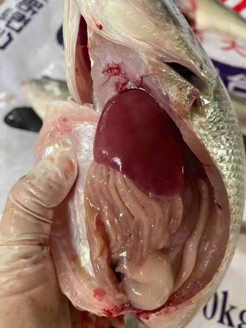 加州鲈鱼最新价格多少钱一斤？-图3