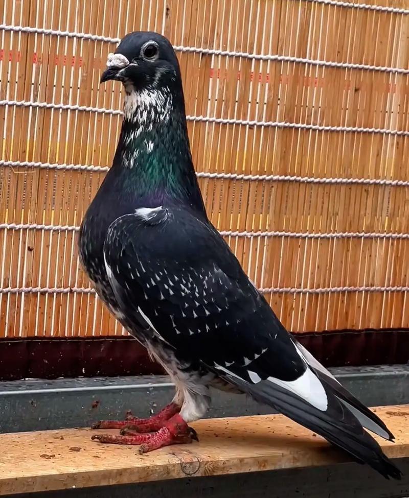 中国十大肉鸽品种，哪些最出名？-图2