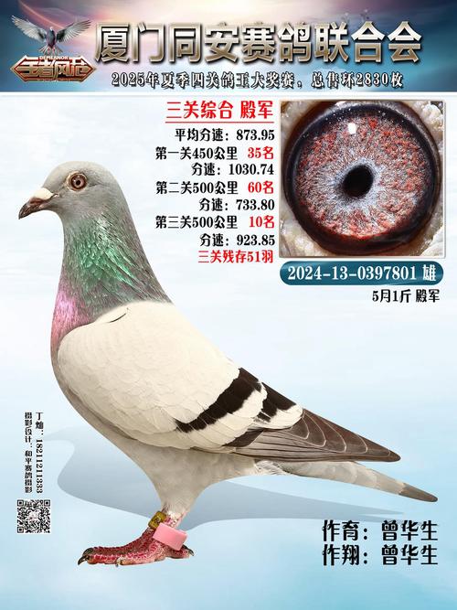 中国十大肉鸽品种，哪些最出名？-图3