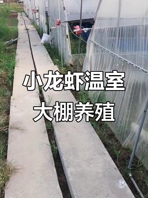 龙虾秋季养殖技术有哪些新突破？-图1