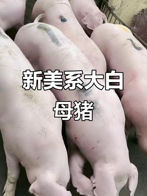 母猪品种怎么选？哪种最合适？-图1
