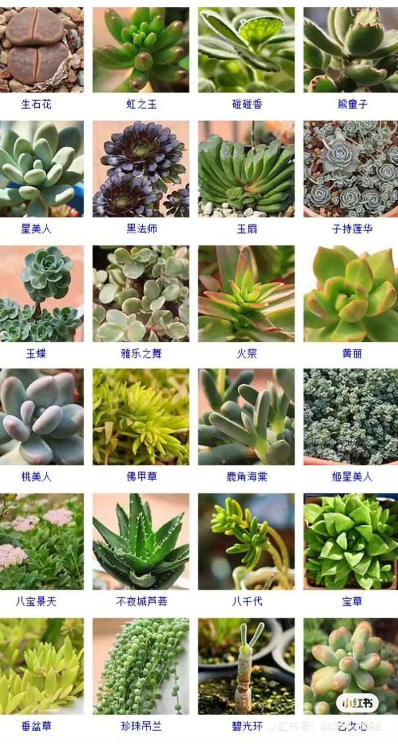 多肉品种名称大全有哪些？-图2