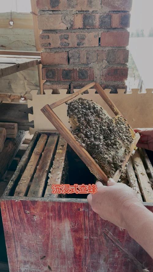 中蜂夏季如何快速繁殖？-图3