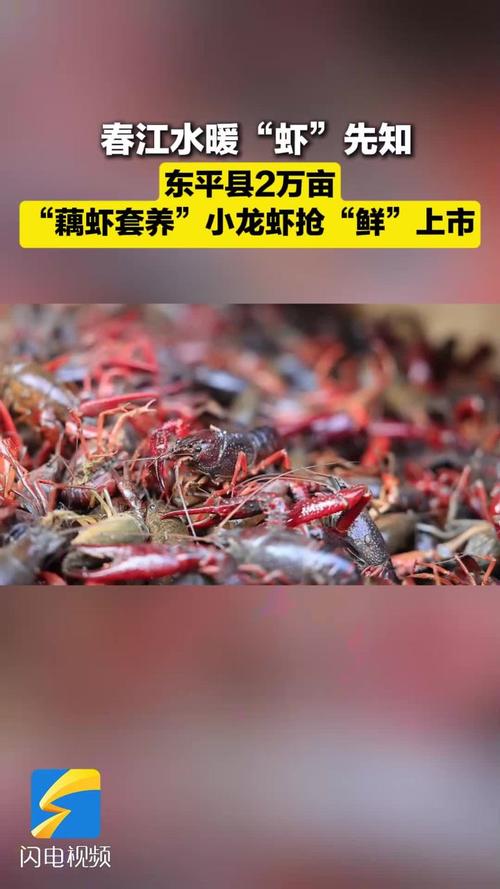 莲藕套养龙虾技术怎么操作？-图2