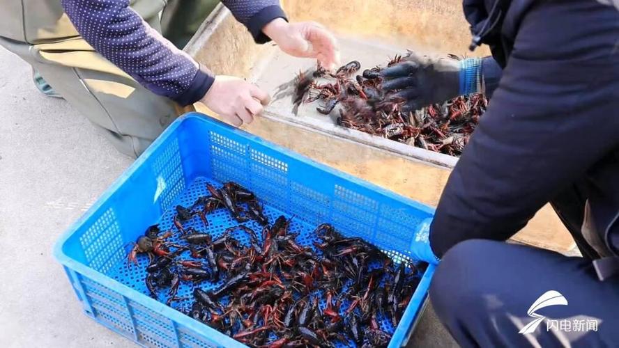 莲藕套养龙虾技术怎么操作？-图1